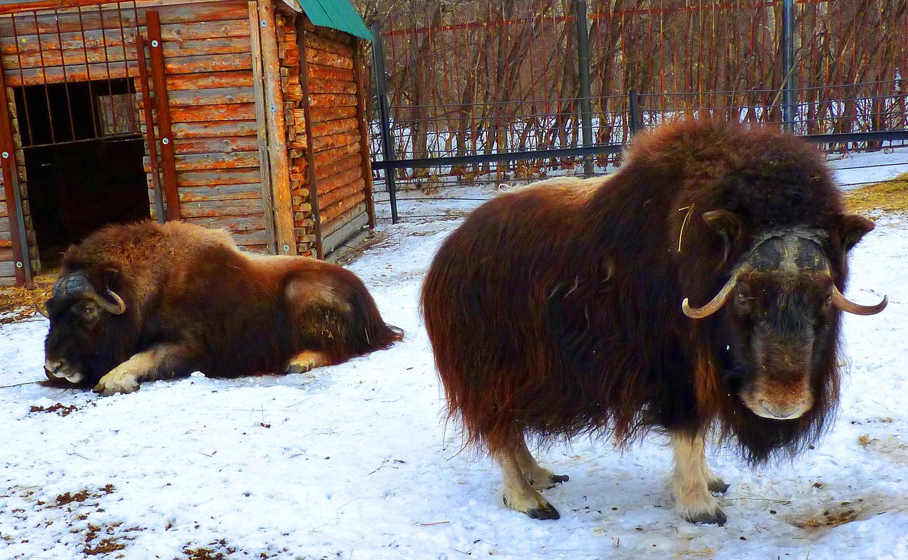 Овцебыки Саид и Луна