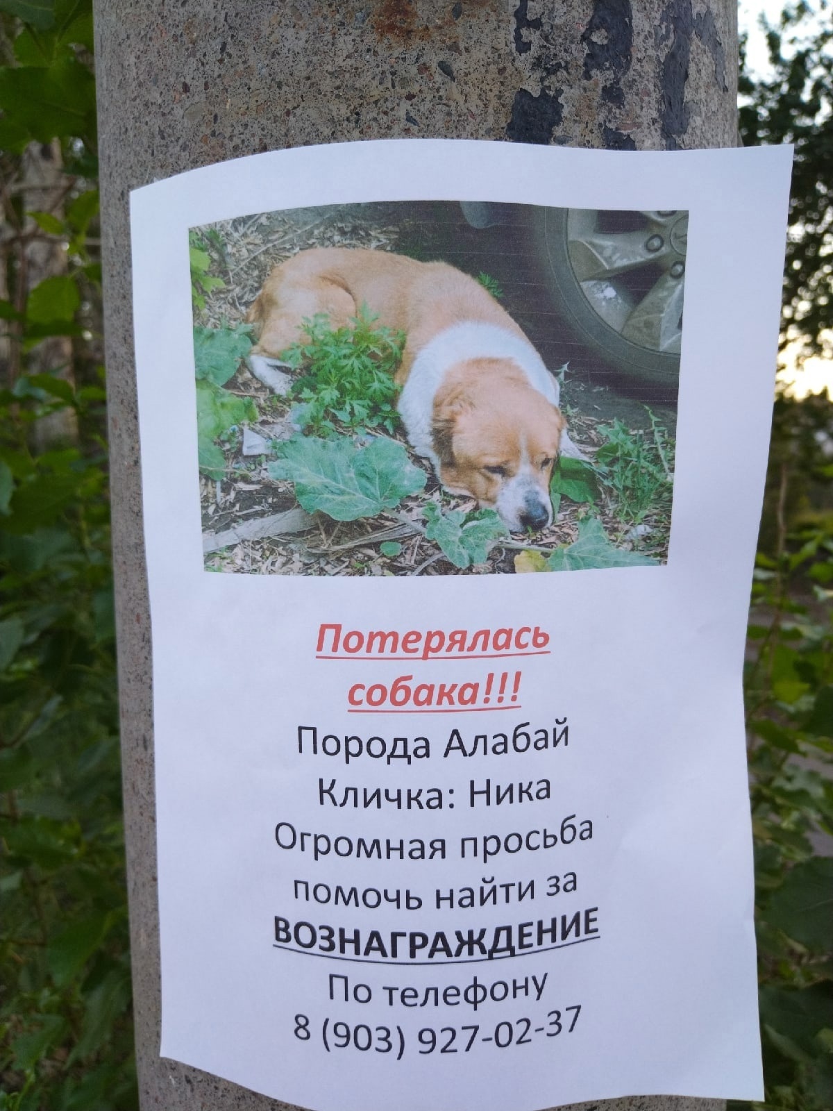 По Омску бродит потерянный болеющий алабай, которого ищут хозяева