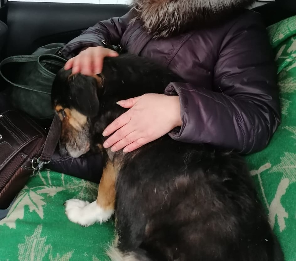 В Омске пес-старичок Тархун через три года после потери встретился с хозяевами, которые все это время его искали В Омске пес-старичок Тархун через три года после потери встретился с хозяевами, которые все это время его искали