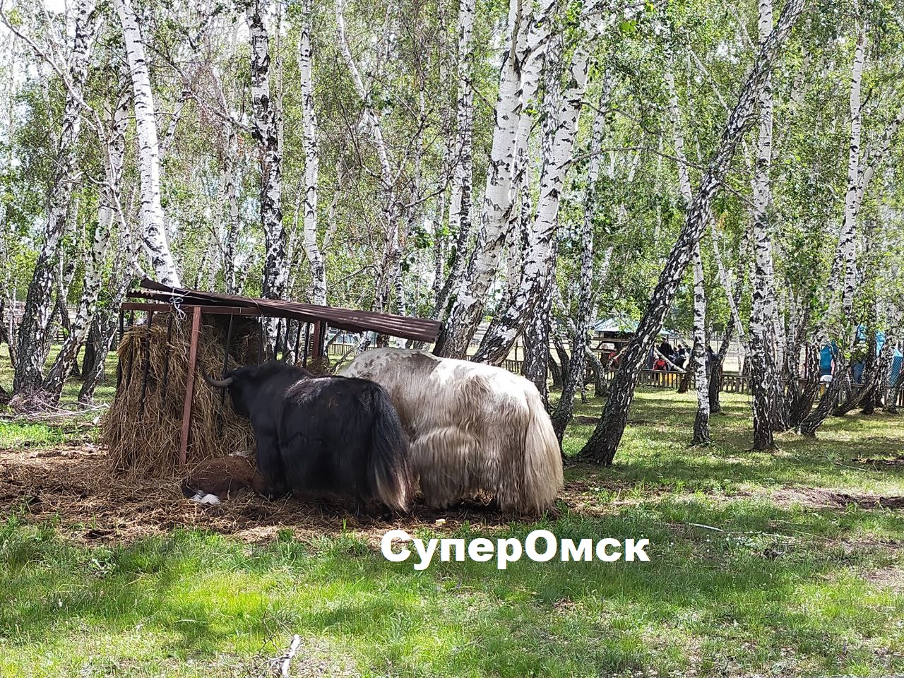 Омские яки Ася и Буян закрывают лицо ребенка перед посторонними от сглаза Омские яки Ася и Буян закрывают лицо ребенка перед посторонними от сглаза