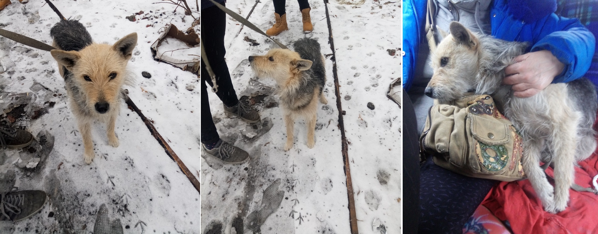 В Омске собаку Грушу пинками выгнали на улицу после смерти хозяйки В Омске собаку Грушу пинками выгнали на улицу после смерти хозяйки