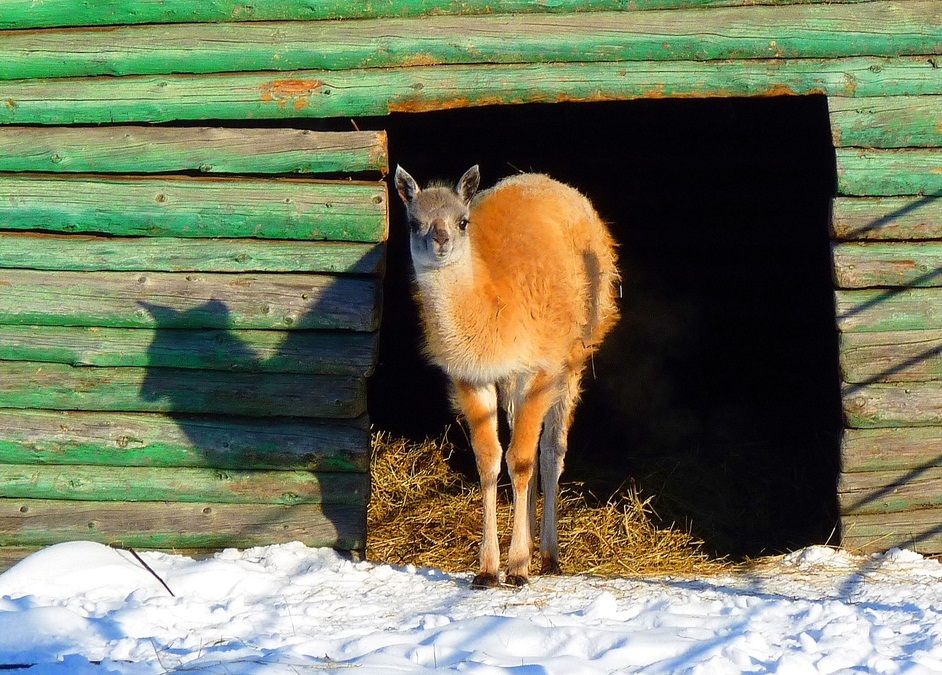 Гуанако