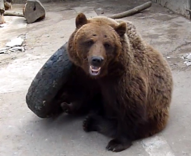 Медведь Медведь