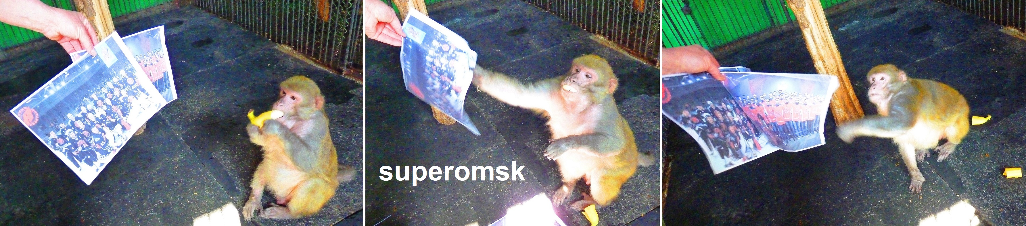 Обезьяна Обезьяна