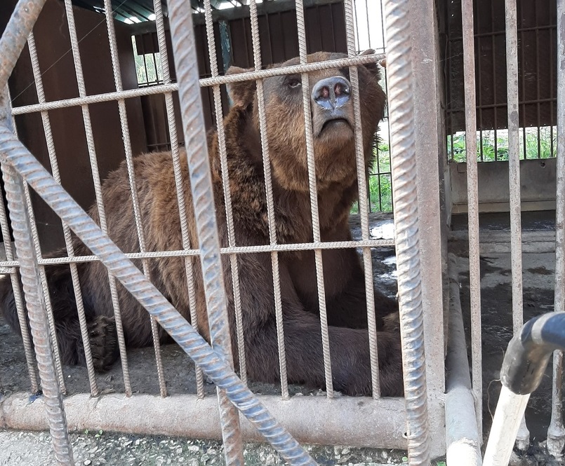 Омские медведи Балу и Миша больше 20 лет вынуждены жить в клетках в придорожном кафе