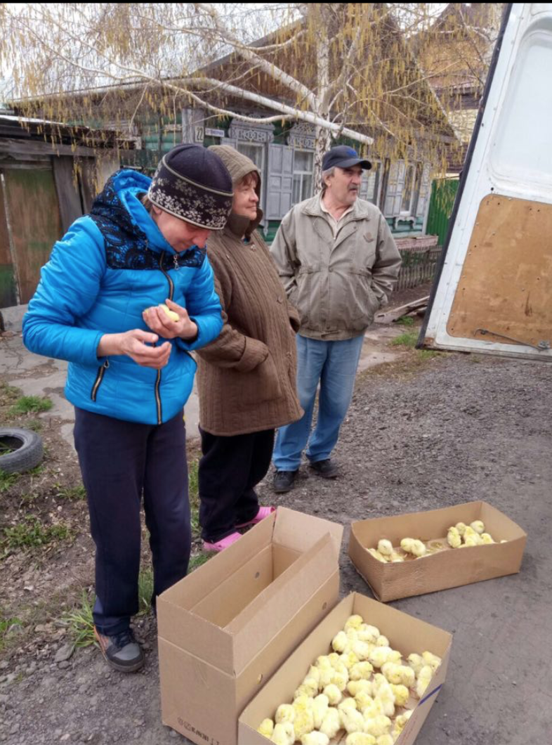 Жителям поселка Николаевка раздали несколько тысяч цыплят Жителям поселка Николаевка раздали несколько тысяч цыплят