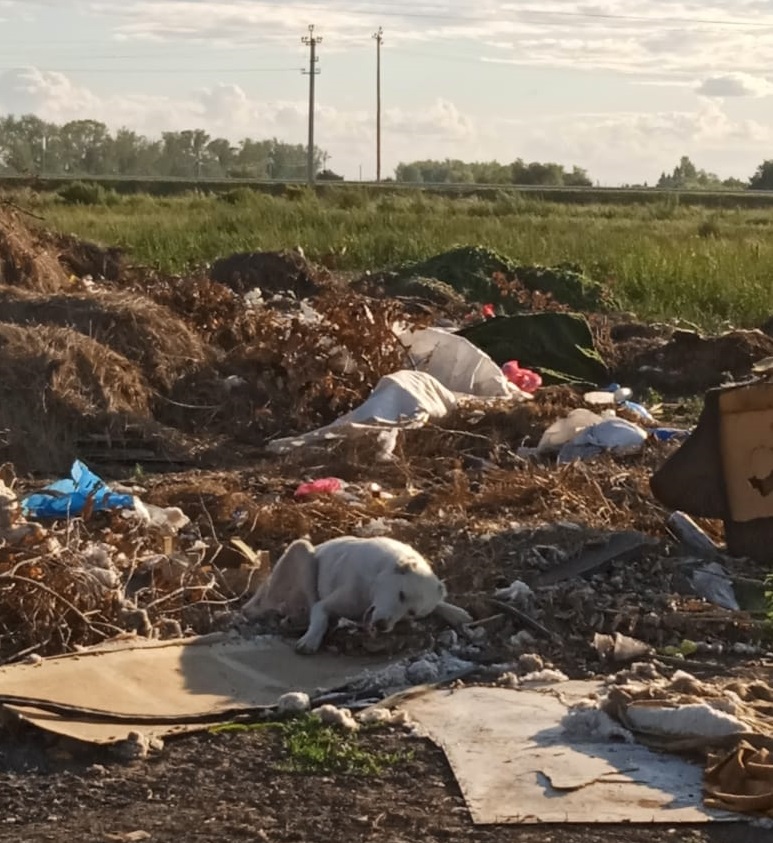 В Омской области красивого беззащитного алабая выбросили на свалку В Омской области красивого беззащитного алабая выбросили на свалку