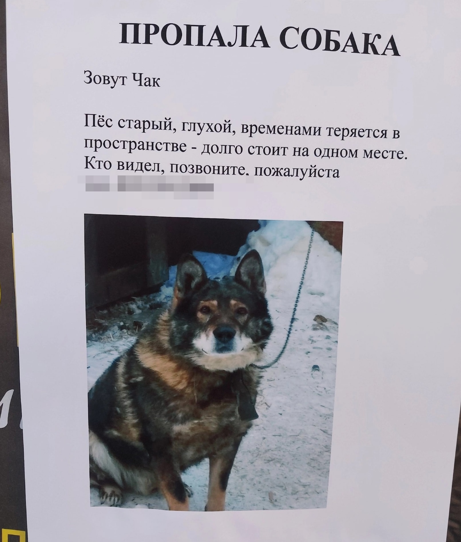 Глухой пес-старичок Чак на омской Московке угодил в запутанное злоключение со счастливым концом Глухой пес-старичок Чак на омской Московке угодил в запутанное злоключение со счастливым концом
