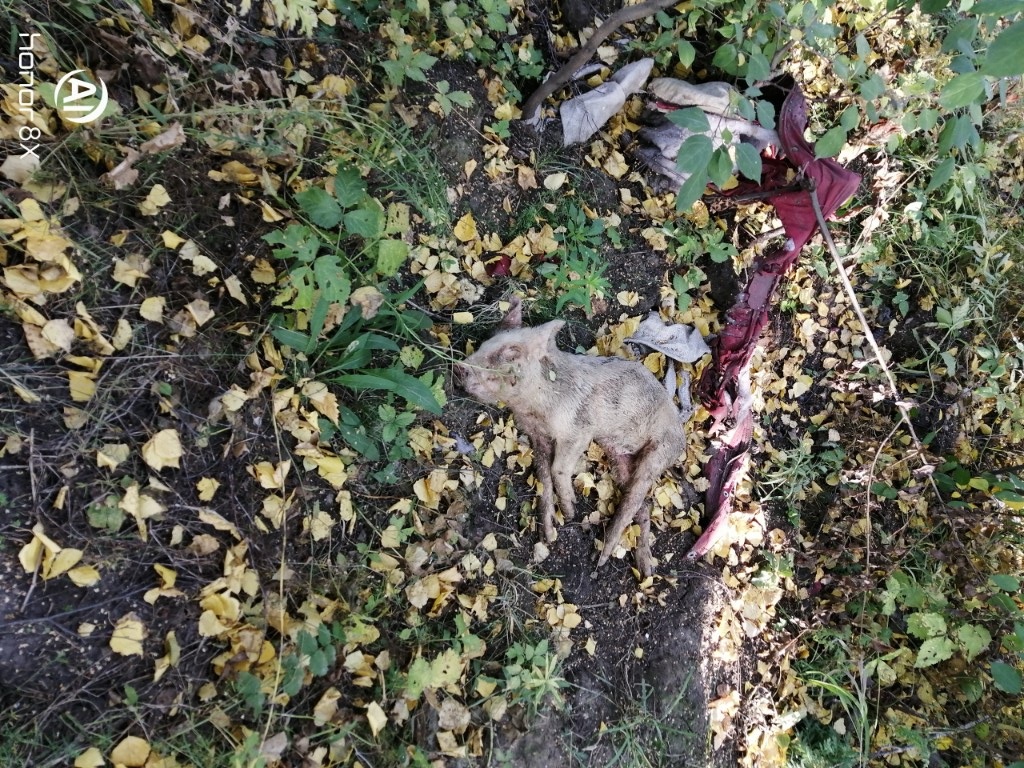 Омичи пришли в ужас от жуткой находки в лесу, где собирали грибы Омичи пришли в ужас от жуткой находки в лесу, где собирали грибы