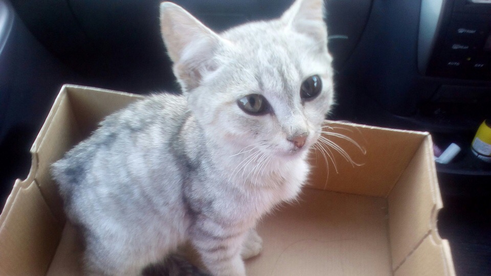Котенок Котенок
