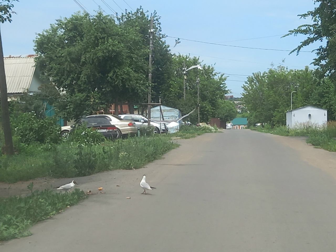 В Омске чайки стали конкурировать за еду с голубями и собаками В Омске чайки стали конкурировать за еду с голубями и собаками