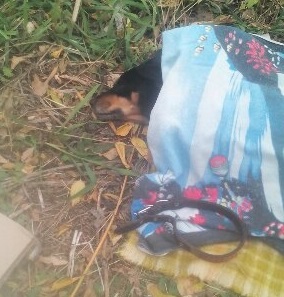 Собака Маша использовала полученную травму, чтобы стать особенной и звездой «Тик-Ток» Собака Маша использовала полученную травму, чтобы стать особенной и звездой «Тик-Ток»