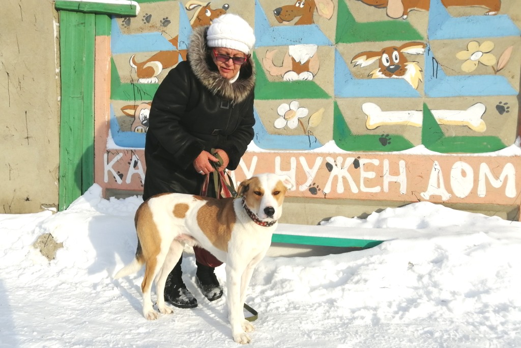 Собака Собака