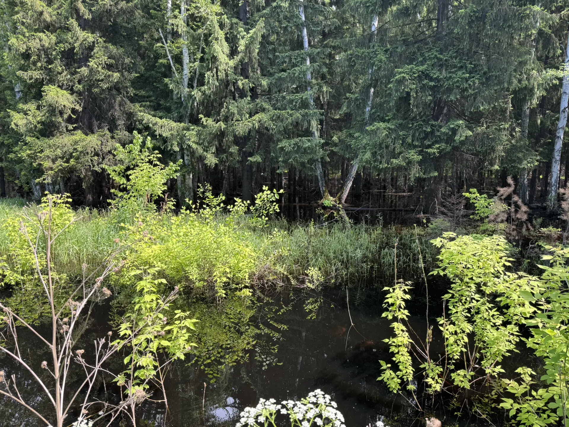 Лес под Омском умирает в воде