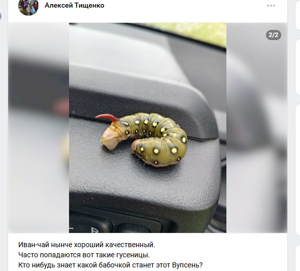 Омский грибник наткнулся в поле на редкое существо с одним рогом