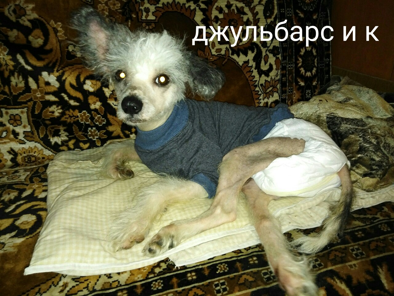 Собака Собака