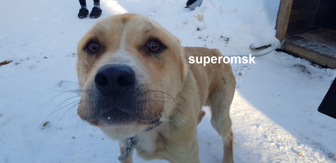 Собака Собака