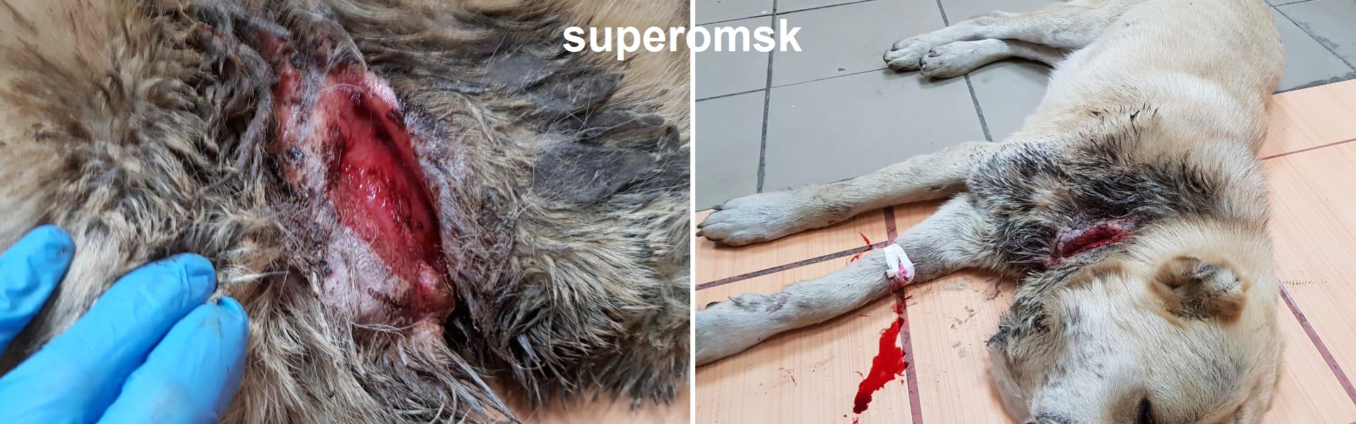Собака Собака