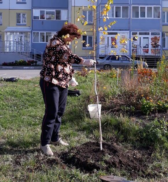 Депутат Инна Гомолко приобрела саженцы березы и сосны для жителей омских Нефтяников Депутат Инна Гомолко приобрела саженцы березы и сосны для жителей омских Нефтяников
