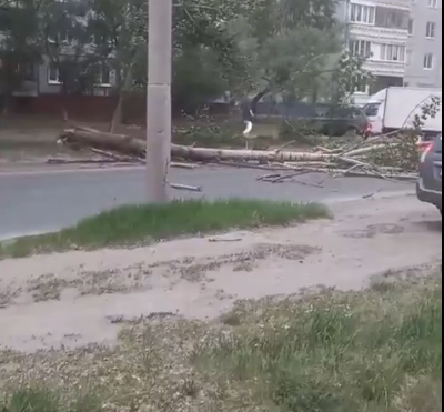 В Омске жители многоэтажки сами убрали дерево, упавшее на дорогу после шквалистого ветра