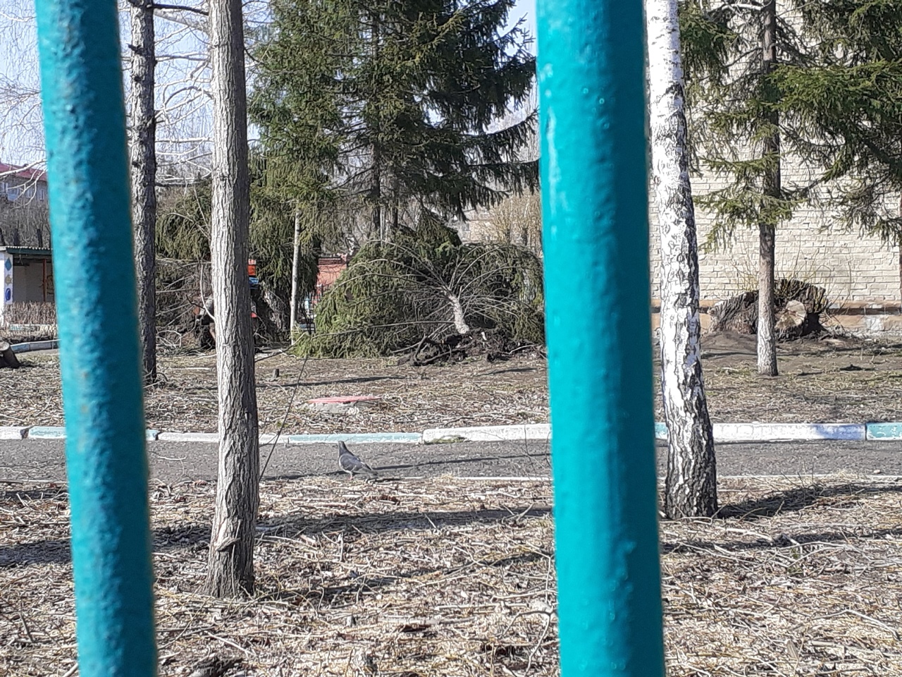 Возле омского детсада ураган вырвал с корнем огромные сосны – фото