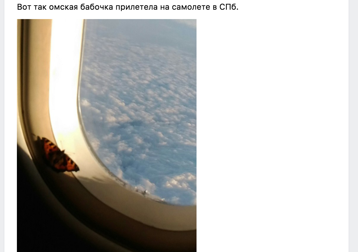 Омская бабочка на самолете улетела жить в Санкт-Петербург Омская бабочка на самолете улетела жить в Санкт-Петербург