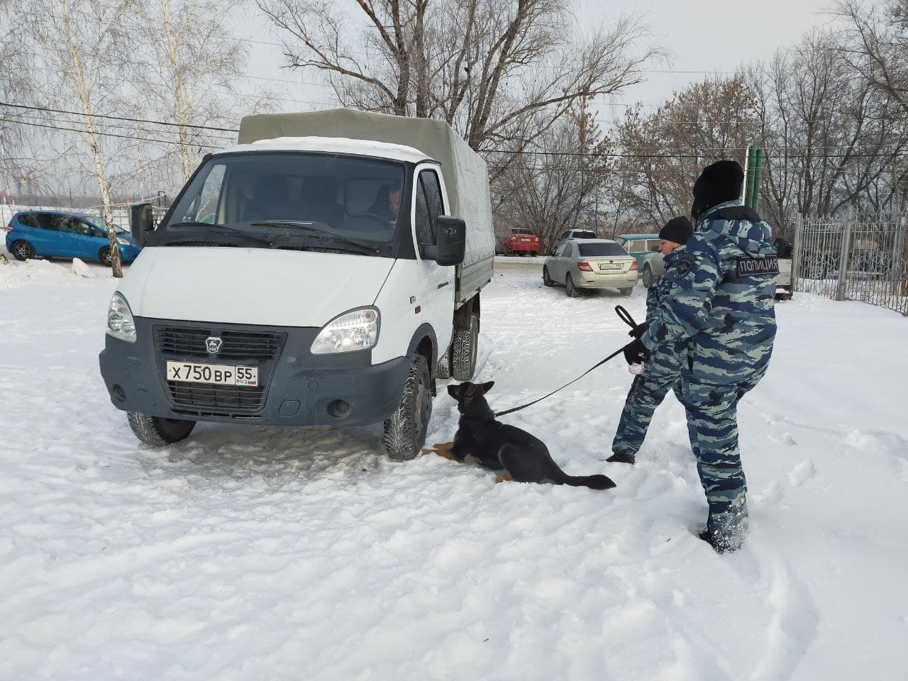 Омские служебные собаки в рамках «Студенческого десанта» показали, как ищут преступников и взрывчатку Омские служебные собаки в рамках «Студенческого десанта» показали, как ищут преступников и взрывчатку