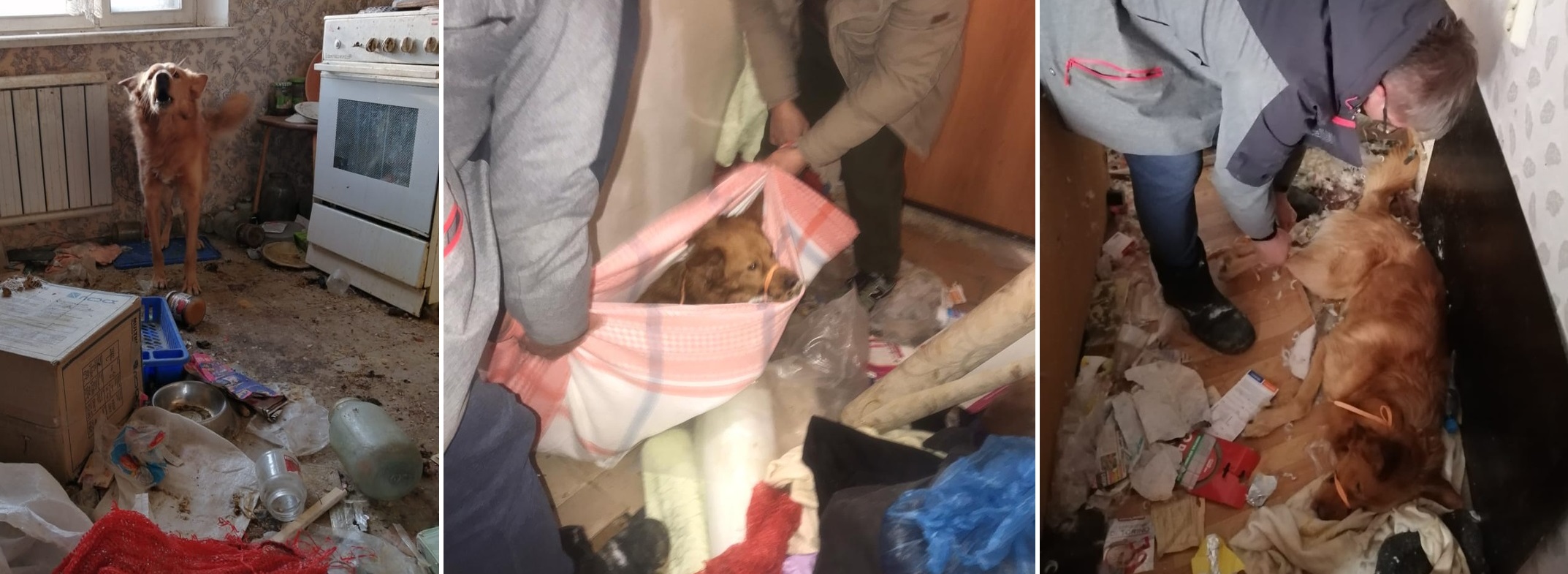 В Омске собаки Ник и Мэри после потери любимого человека и недельного голода находятся в ужасе и не знают, как дальше жить