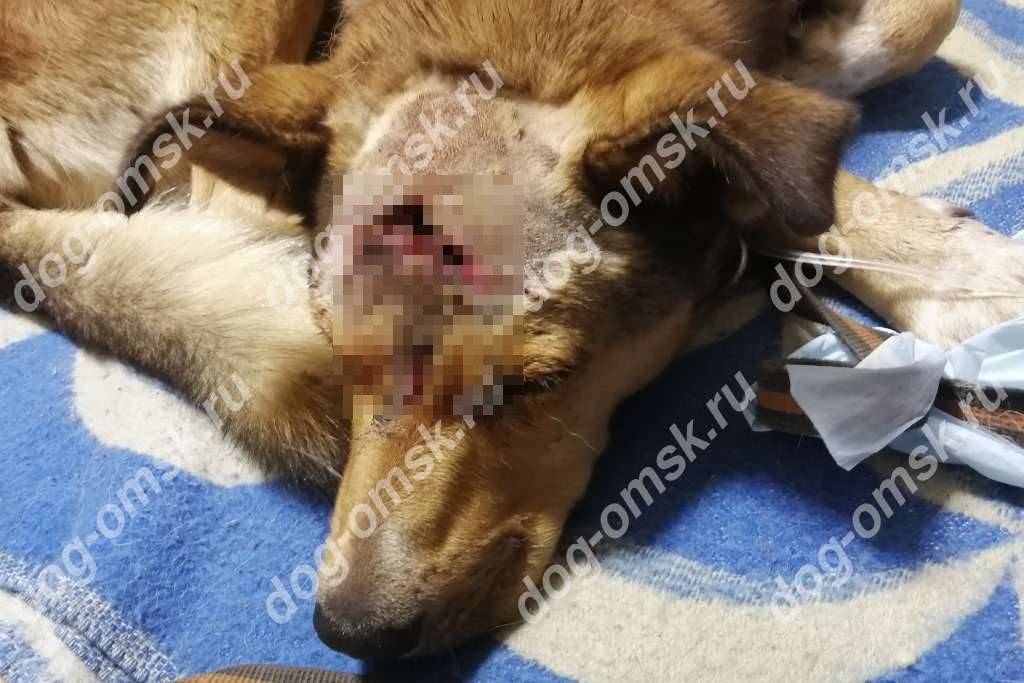 Омскому псу Рыжику с пробоиной и опарышами в ране несказанно повезло Омскому псу Рыжику с пробоиной и опарышами в ране несказанно повезло