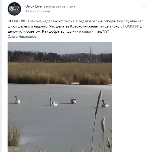 Под Омском в ледяном озере застряли лебеди Под Омском в ледяном озере застряли лебеди