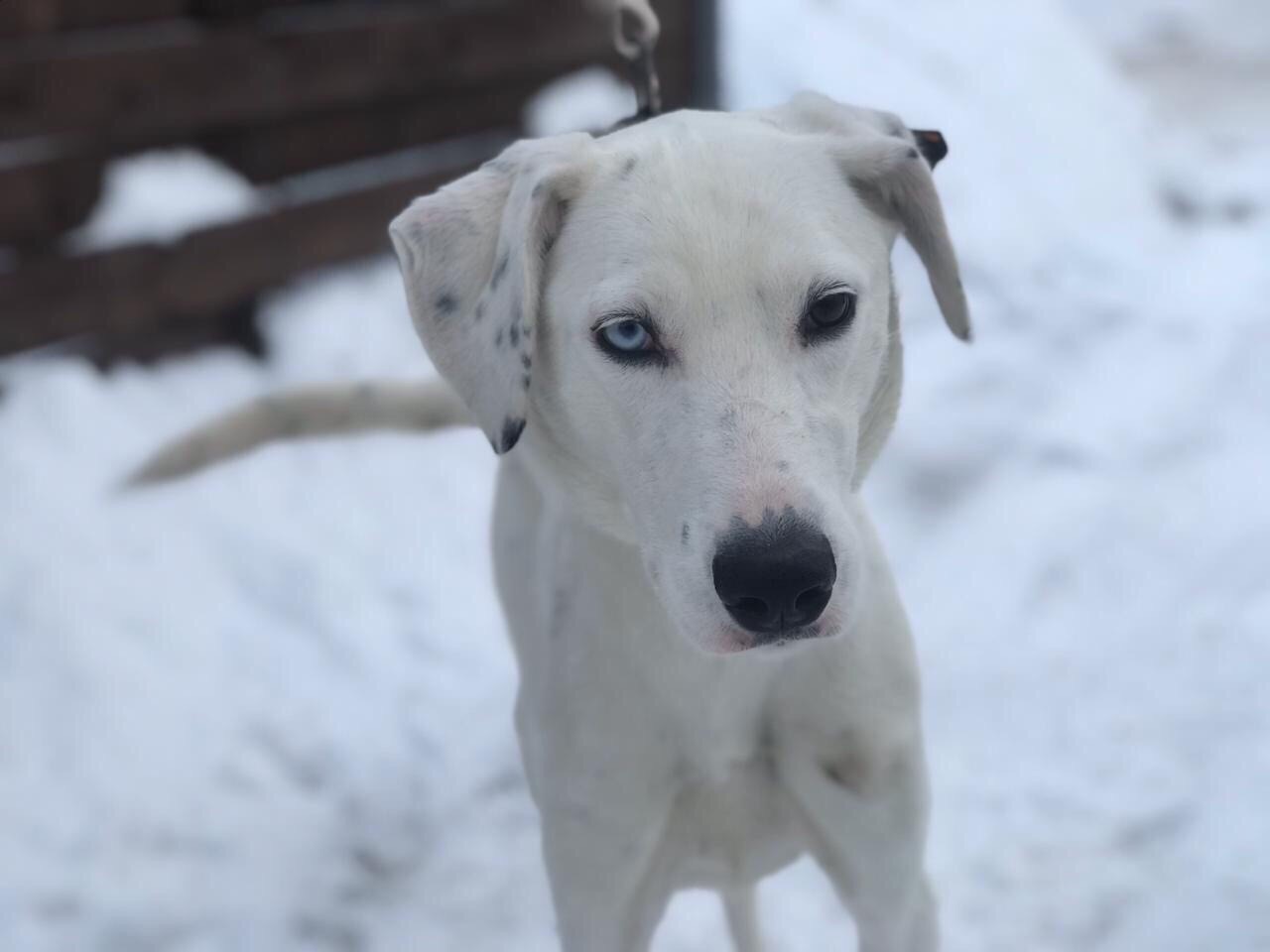 Собака Собака