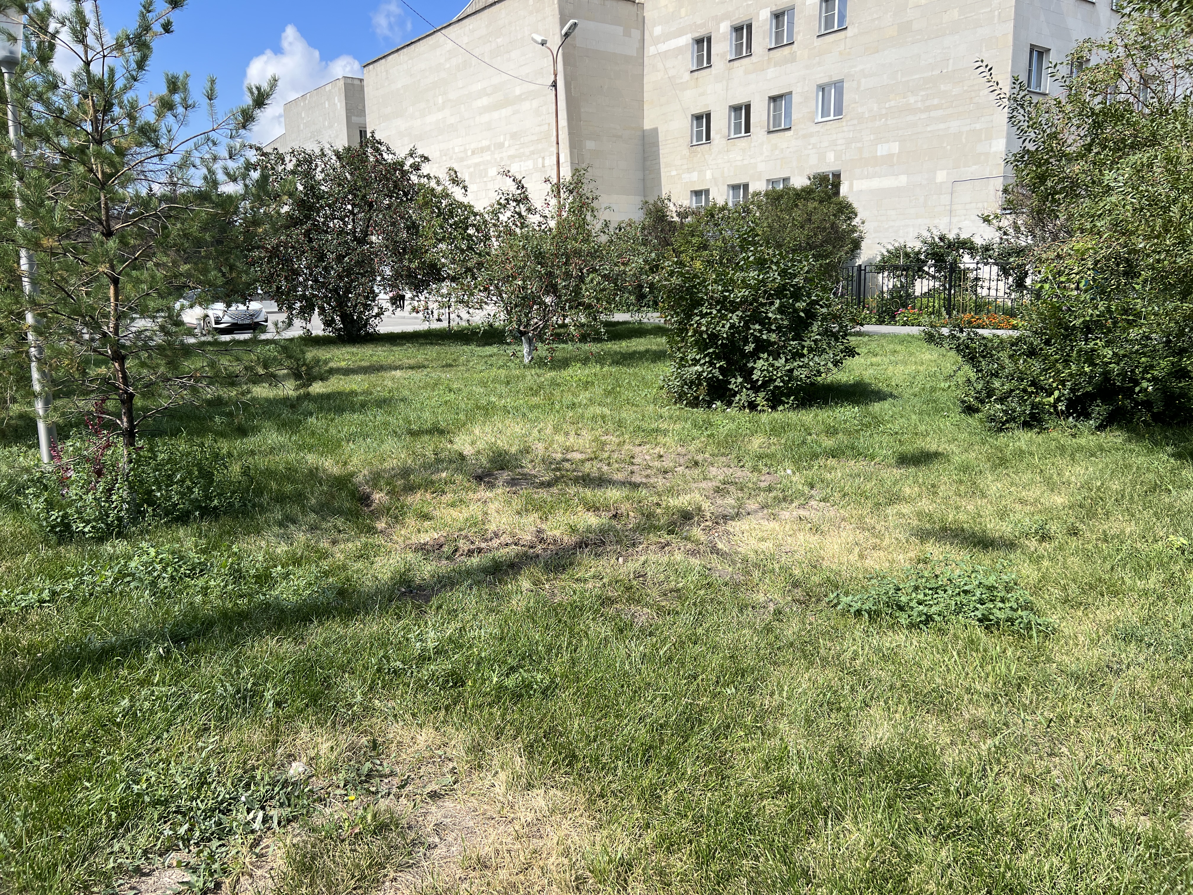 У музыкального театра в Омске массово гибнут деревья