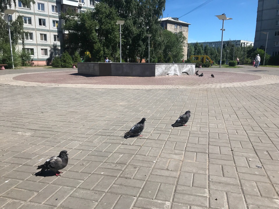 Орнитолог предостерег омичей от кормления заразных голубей Орнитолог предостерег омичей от кормления заразных голубей