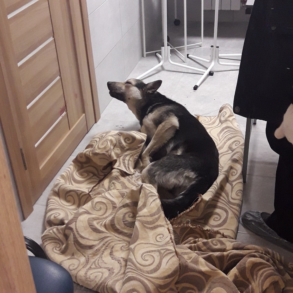 Собака Собака
